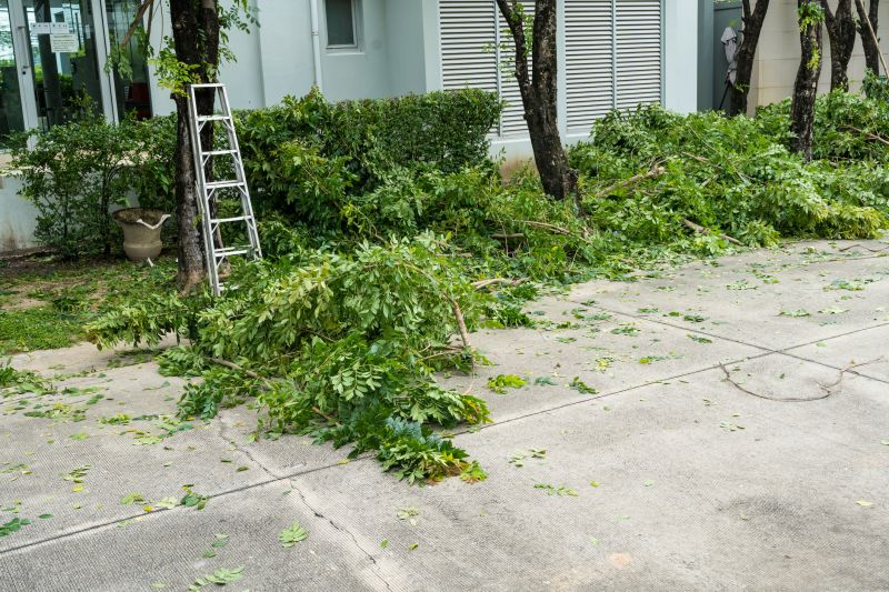 Cherry Tree Removal in Duluth, MN