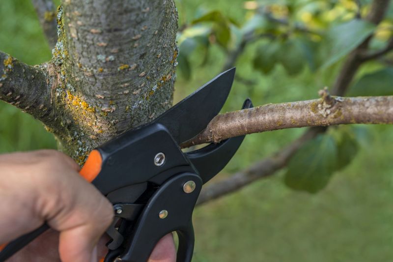 Hickory Tree Removal in Duluth, MN