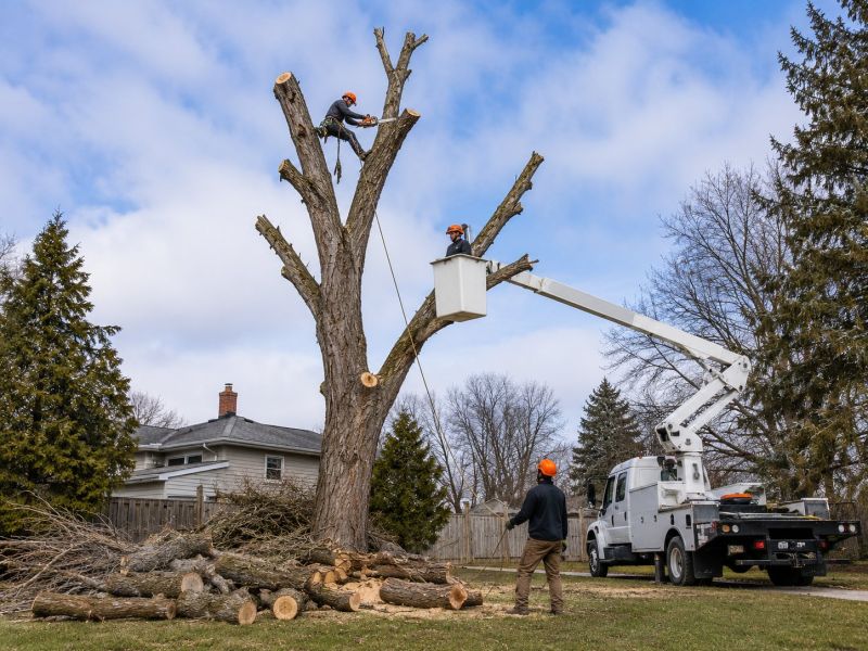 Spruce Tree Removal in Duluth, MN