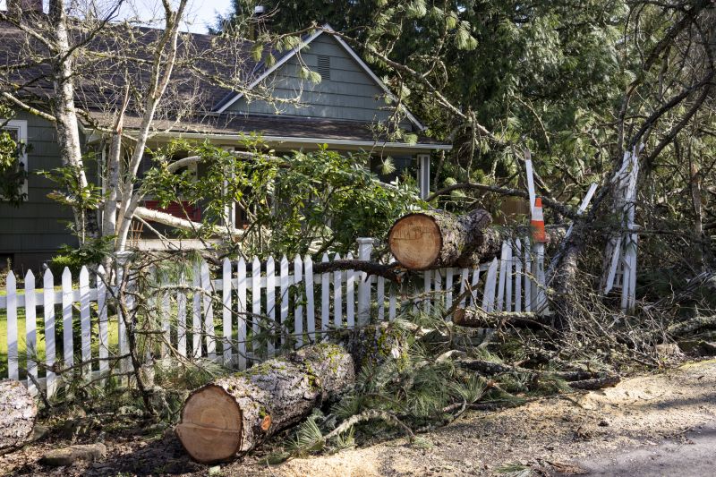 Spruce Tree Removal in Bucks County, PA
